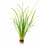 Echinodorus angustifolius : plante aquarium élégante et facile