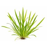 Echinodorus angustifolius : plante aquarium élégante et facile