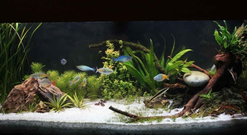 Leggen Huidige Gelach Gravier d'aquarium moderne blanc pour paysages aquatiques 1Kg