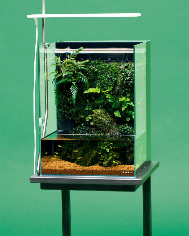 Plantes de terrarium, paludarium, mur végetal - Vente en ligne et conseils  d'entretien