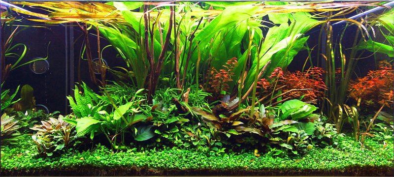 plante aquarium