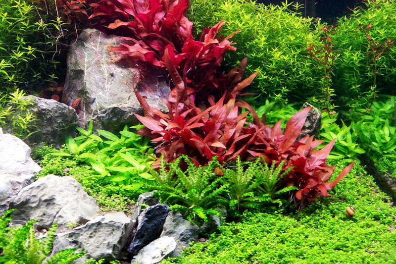 Les secrets pour réussir votre aquarium planté - par Abdel Malik