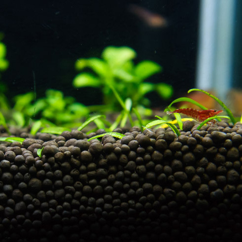 Cet ensemble comprend un choix varié de 6 plantes pour aquarium