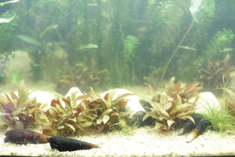 Les secrets pour réussir votre aquarium planté - par Abdel Malik