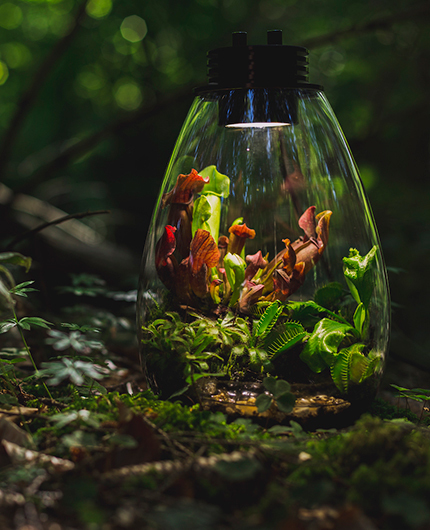 Baiosphère - Lampe Terrarium ou Wabi Kusa La nouvelle idée design pour  votre intérieur !