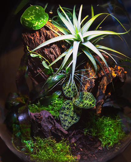 Baiosphère - Lampe terrarium design