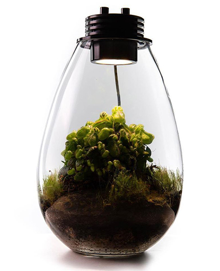 Baiosphère - Lampe terrarium design