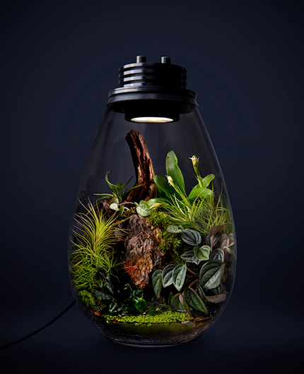 Baiosphère - Lampe terrarium design