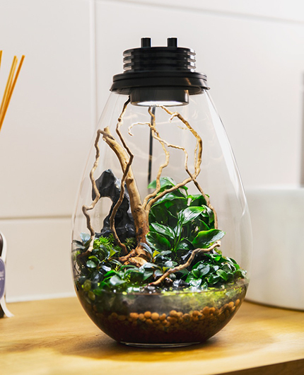 Baiosphère - Lampe terrarium design