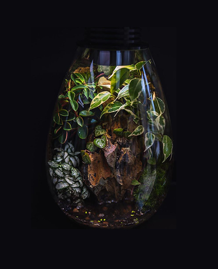 Baiosphère - Lampe terrarium design