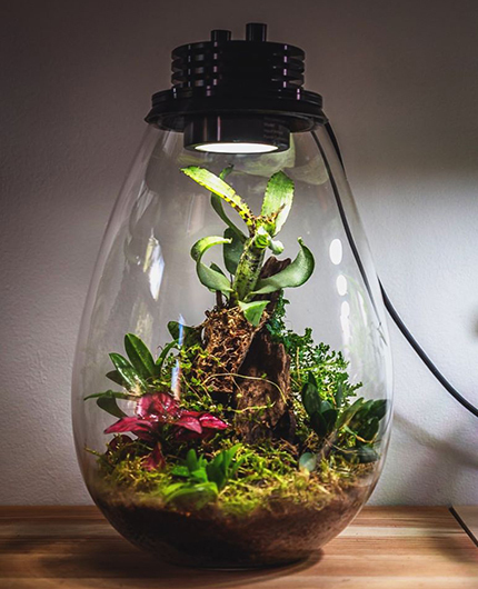 Baiosphère - Lampe terrarium design