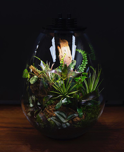 Baiosphère - Lampe terrarium design