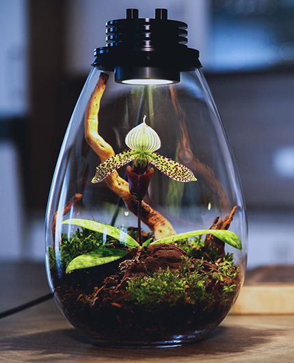 Baiosphère - Lampe terrarium design