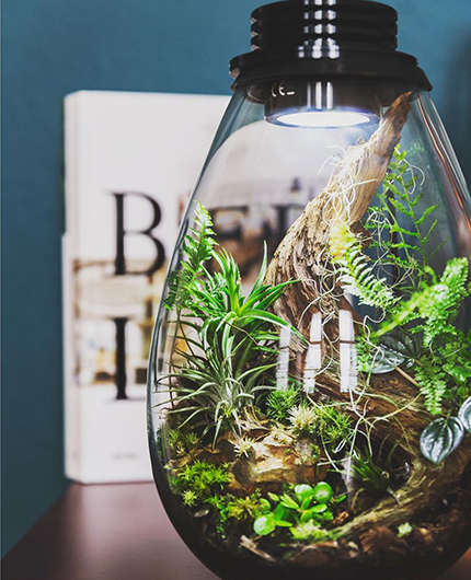 Baiosphère - Lampe terrarium design