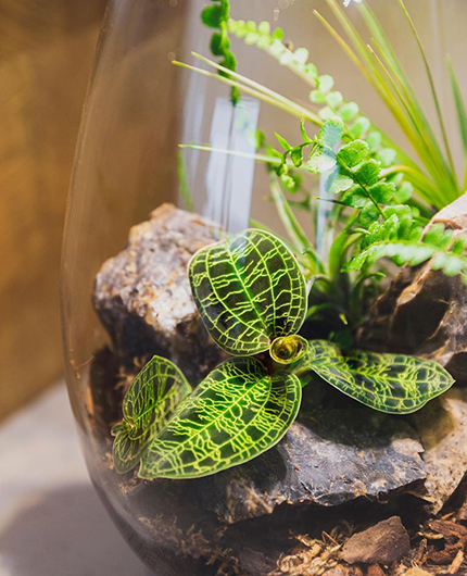 Baiosphère - Lampe terrarium design