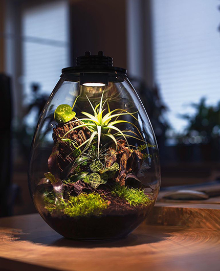 Baiosphère - Lampe terrarium design