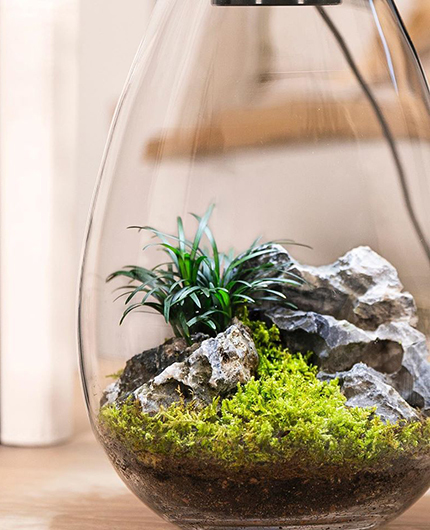 Baiosphère - Lampe terrarium design