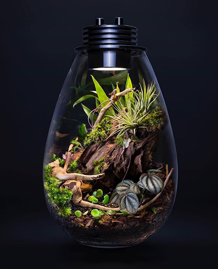 Baiosphère - Lampe terrarium design