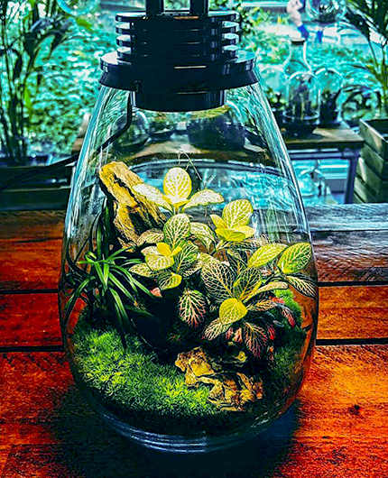 Baiosphère - Lampe terrarium design