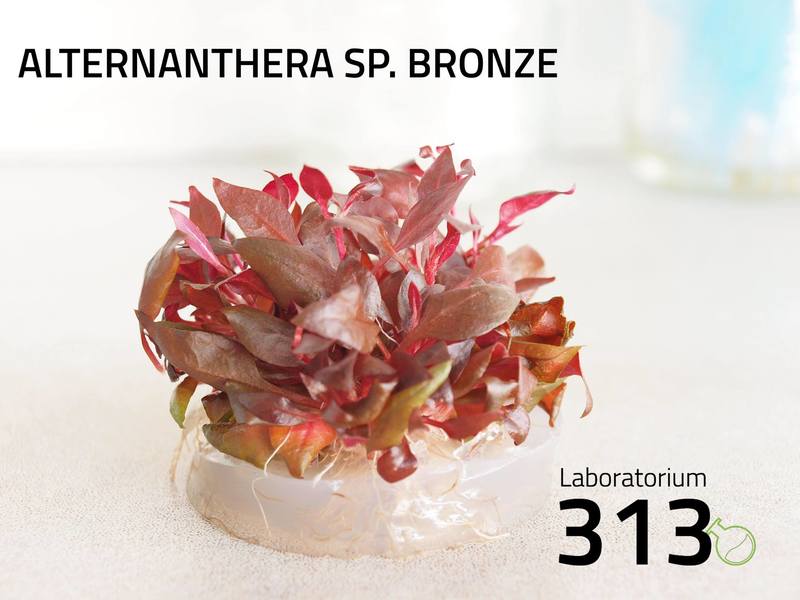 Alternanthera SP. Bronze Laboratorium 313 plante in vitro pour aquarium