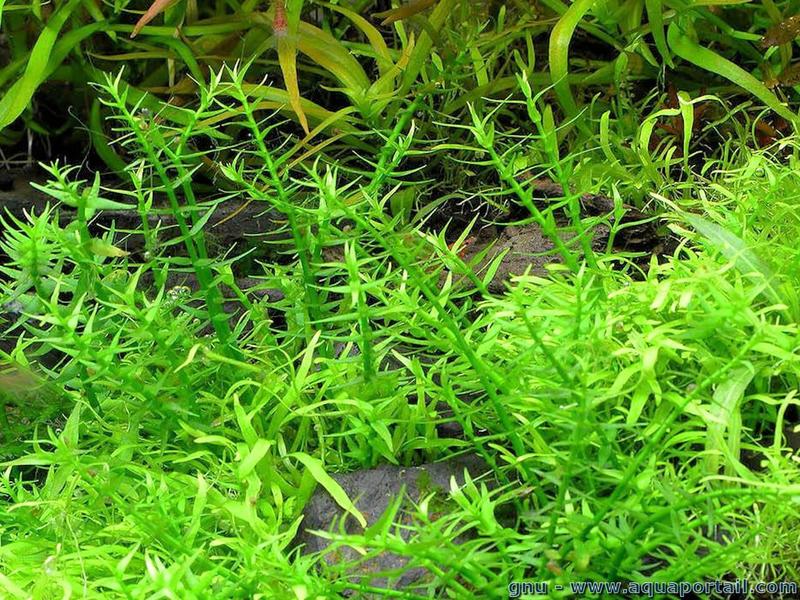 Gratiola Viscidula Laboratorium 313 plante in vitro pour aquarium