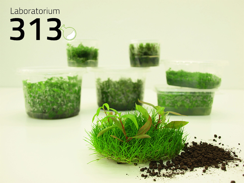 Laboratorium 313 - plantes in vitro pour aquarium