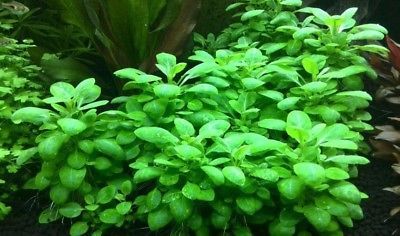 Lobelia Cardinalis Mini Laboratorium 313 plante in vitro pour aquarium