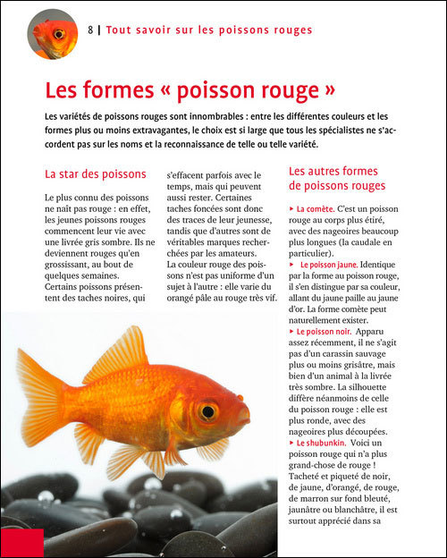 Installer un aquarium pour poisson rouge pour débutant ✓ 