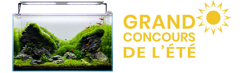 Grand concours aquariophilie de l'été 2020