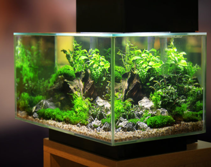 Systèmes CO² pour Aquascape