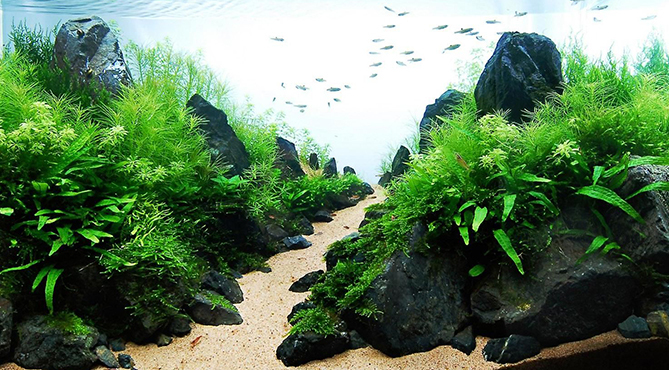 Roche naturelle pour aquarium et aquascaping Dark Hill