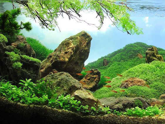 Light Pagode Rock, roche naturelle pour aquarium et aquascaping