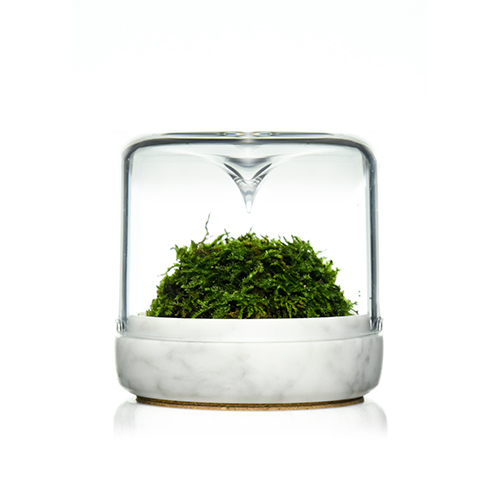 Terrarium pour mousse Sanctuary S Botanica