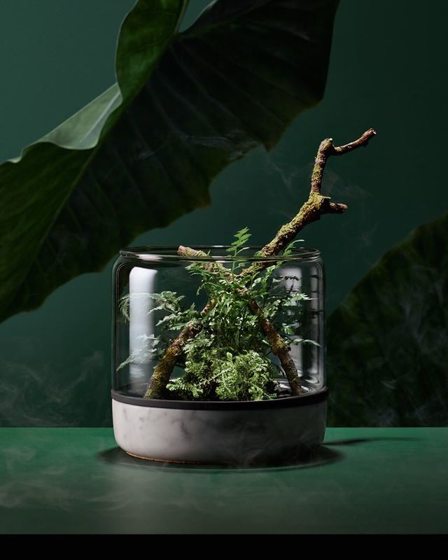 Sanctuary M Botanica - Terrarium ouvert