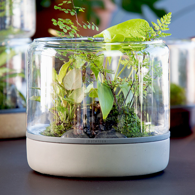 terrarium ouvert Sanctuary M Temperate Botanica concrete