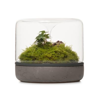 Terrarium Sanctuary Botanica