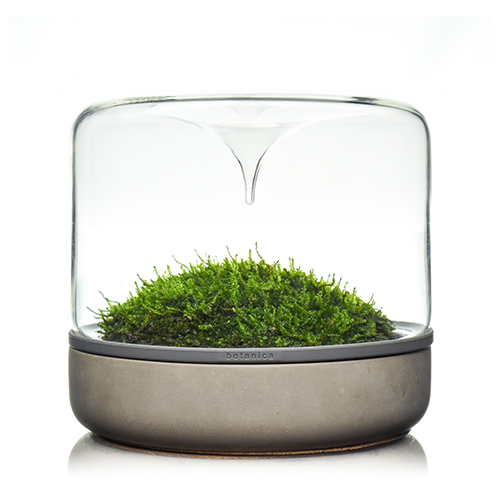 Terrarium pour mousse Sanctuary M Rainforest Botanica