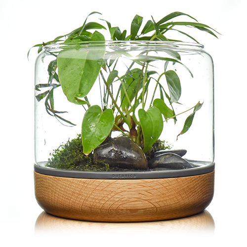 Terrarium pour mousse Sanctuary M Temperate Botanica