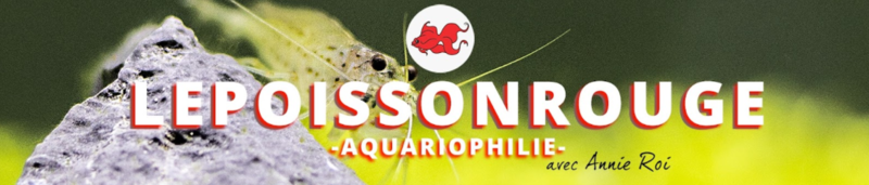 le-poisson-rouge-aquariophilie