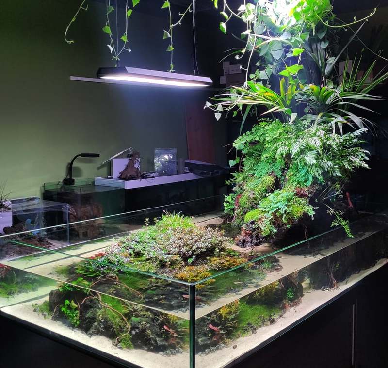 paludarium-balbi-vaquero