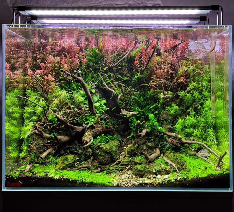 aquascape-balbi-vaquero