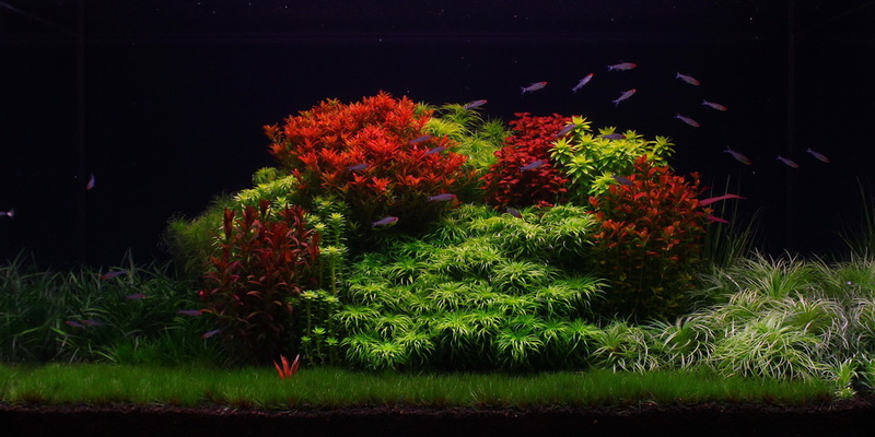 plante aquarium