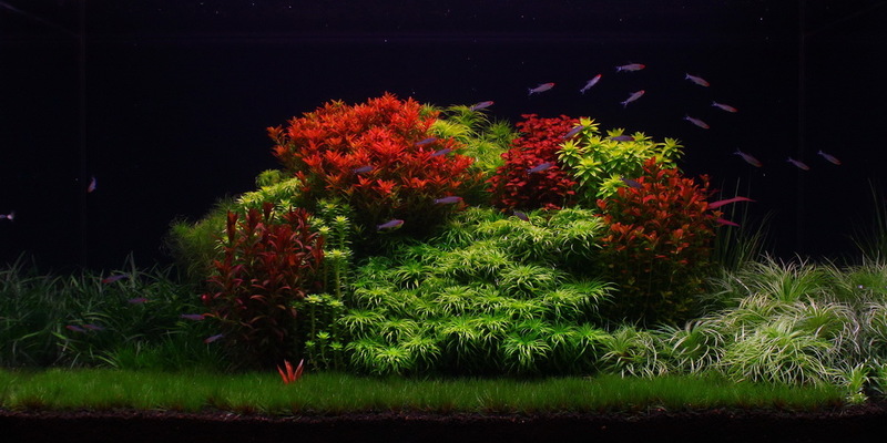 Les secrets pour réussir votre aquarium planté - par Abdel Malik