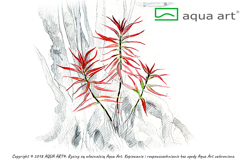 ludwigia brevipes Laboratorium 313 plante in vitro pour aquarium