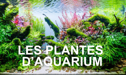 Aquarium 10L 20x20x25 aquarium aquascaping plante aquarium paris