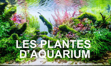 Plantes d'aquarium faciles pour les débutants - CO2Art.eu