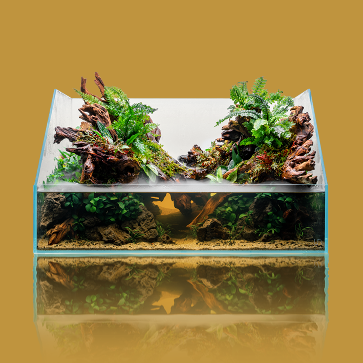 Plantes de terrarium, paludarium, mur végetal - Vente en ligne et conseils  d'entretien