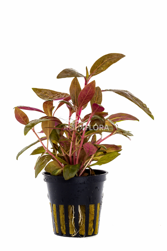 Alternanthera 