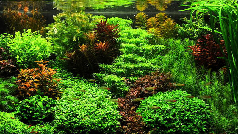 Aquarium Hollandais