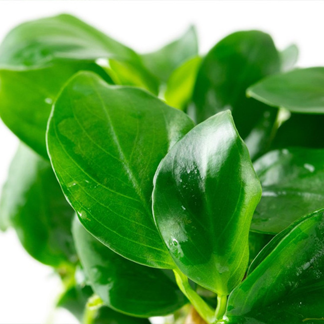 anubias